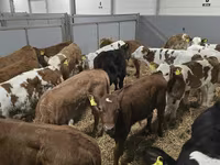 Toro, Ganado vacuno — foto 4