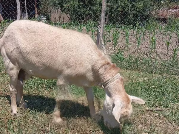 Эчки, Заанен кодуру
