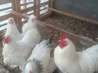 Chickens — 4-rasm