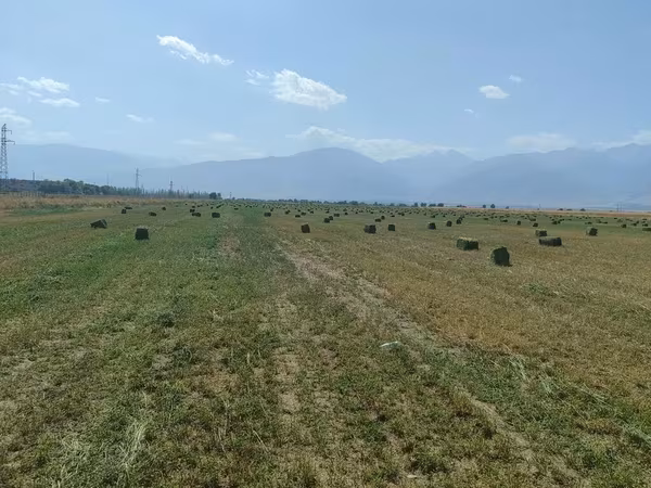 Сено в тюках (люцерна) - Кормовая люцерна, спрессованная в