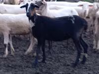 Oveja, Tsigai sheep — foto 4