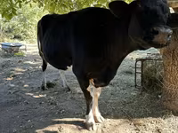 Уй, Голштин тукуму — сүрөт 5