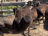 كبش, Hissar sheep — الصورة 4