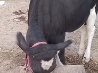 Корова, Коровы — фото 5