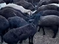 كبش, الأغنام — الصورة 3