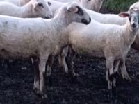 Oveja, Tsigai sheep — foto 1