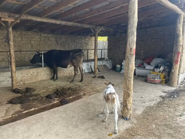 Уй, Швиц породу — Кыргызстан