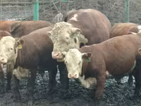 Buqa, Yaroslavl cattle — 6-rasm