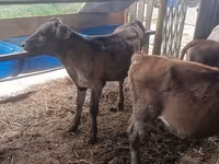 Сиыр, Simmental cattle — 5-сурет