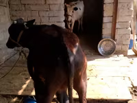 Toro, Ganado vacuno — foto 2