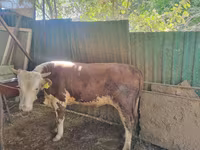 ثور, Simmental cattle — الصورة 2