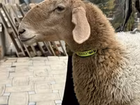 نعجة, Awassi sheep — الصورة 7