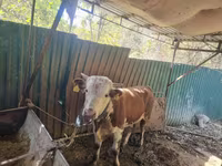 ثور, Simmental cattle — الصورة 4