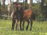 Caballo, American shetland pony — foto 4