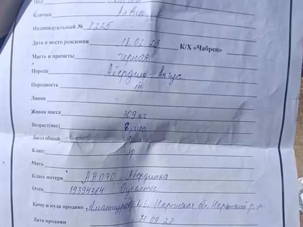 Букачар, Абердин – ангус тукуму