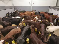 母牛, Cattle — 照片 3