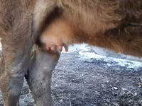 Kuh, Swiss cattle — Foto 7