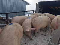 Eber, Schweine — Foto 8