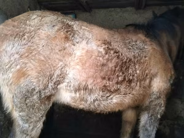 Yegua, Caballos
