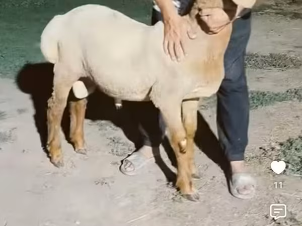 Кочкор, Арашан — Кыргызстан
