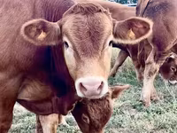 Bull, Limousin cow — photo 3