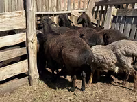 كبش, Hissar sheep — الصورة 5
