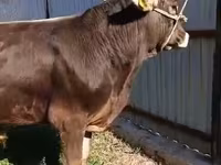 सांड, Swiss cattle — फ़ोटो 2