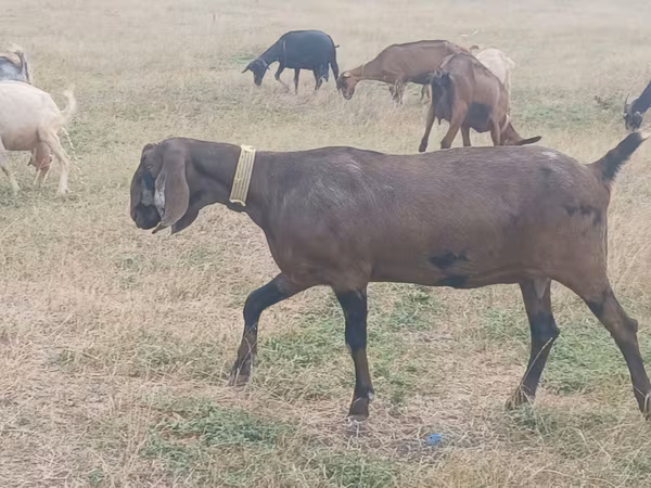 Cabra, Nubian Goat