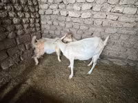 बकरी, Saanen goat — फ़ोटो 2