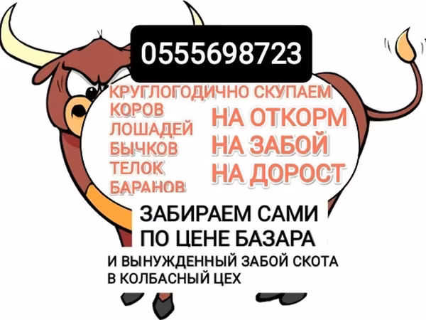 گاو