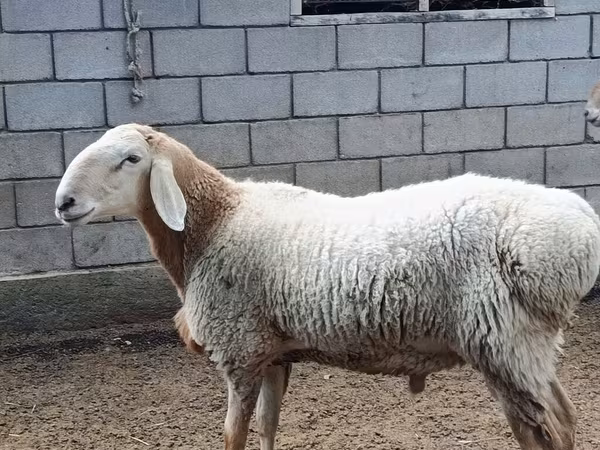 Кочкор, Арашан — Кыргызстан