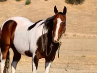 Horse (M), National Show Horse — photo 7