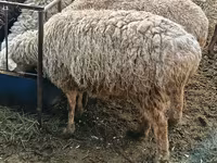 Ram, Hissar sheep — photo 2