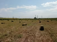 Сено в тюках (прямоугольные тюки). - Заготовлено в поле, прессованное — الصورة 4