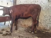 Toro, Ganado vacuno — foto 1