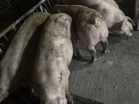 Porci de casa — फ़ोटो 2