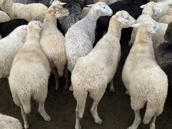 Oveja, Ovejas