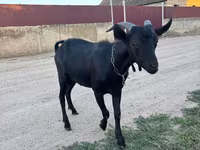 Теке, Murcia-Granada goats — 2-сурет