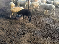 भेड़, भेड़ — फ़ोटो 2