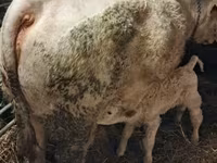 Bulle, Charolais cattle — Foto 3