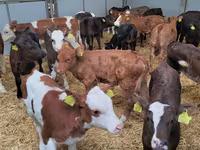 Toro, Raza Holstein — foto 6