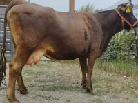 Сиыр, Simmental cattle — 4-сурет