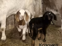 Эчки теке, Камори эчки — сүрөт 4