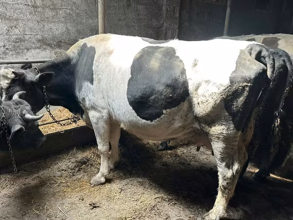 Vaca, Raza Holstein
