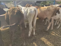 Kuh, Holstein-Rasse — Foto 6
