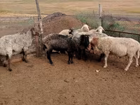 كبش, الأغنام — الصورة 2