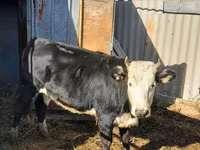 गाय, गोलस्टीन नस्ल — फ़ोटो 6
