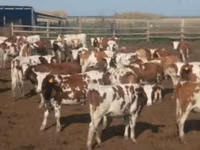 Cow, Swiss cattle — photo 1