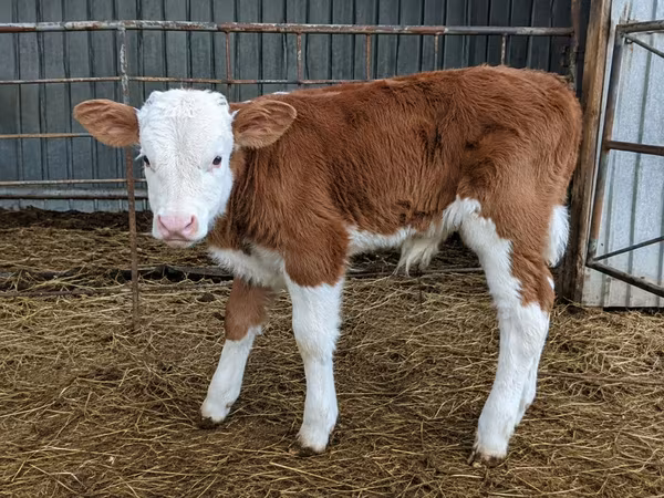 公牛, Cattle