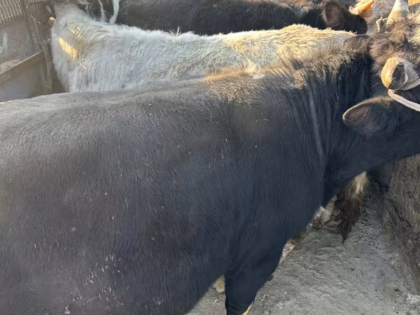 Vaca, Ganado vacuno